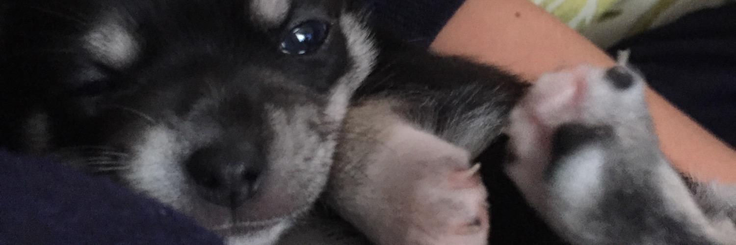 molliestaff's profile banner image