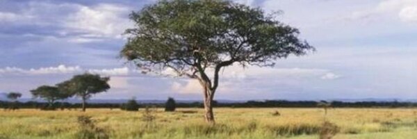 idiotton Profile Banner