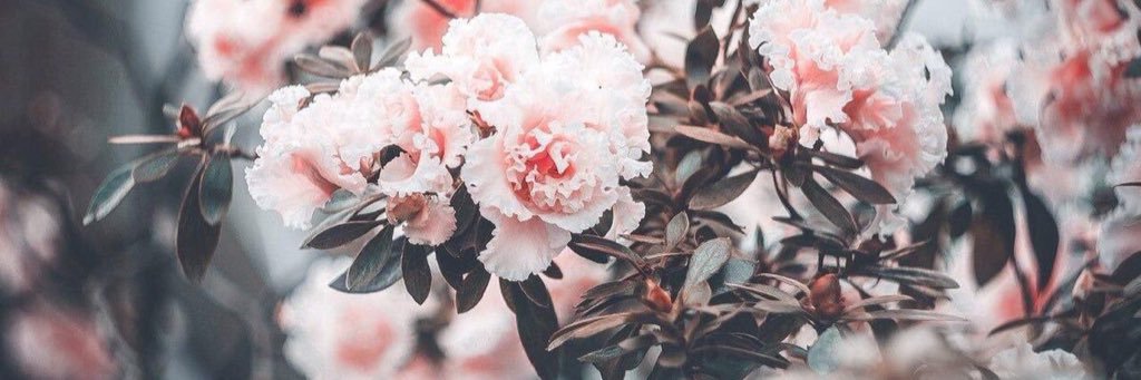 _mayngo's profile banner image