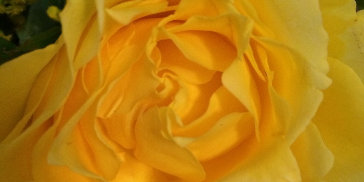 NormaRomanzza's profile banner image