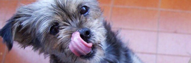Perros en apuros banner