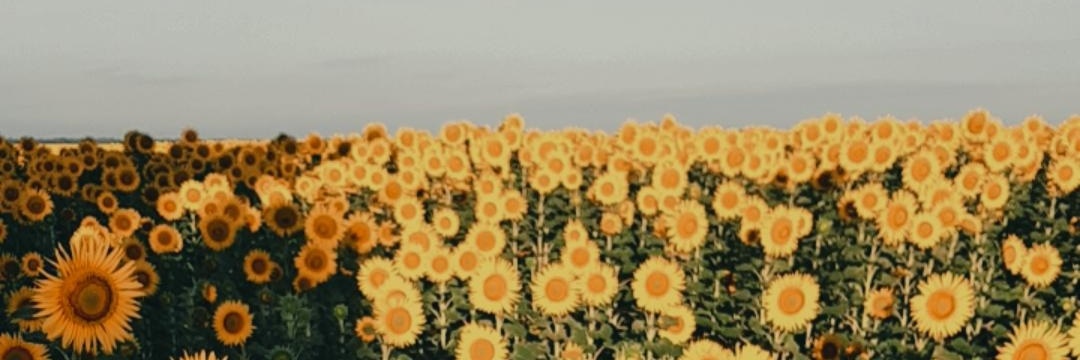sol_corvalan7's profile banner image