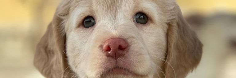 ipemoreno93's profile banner image
