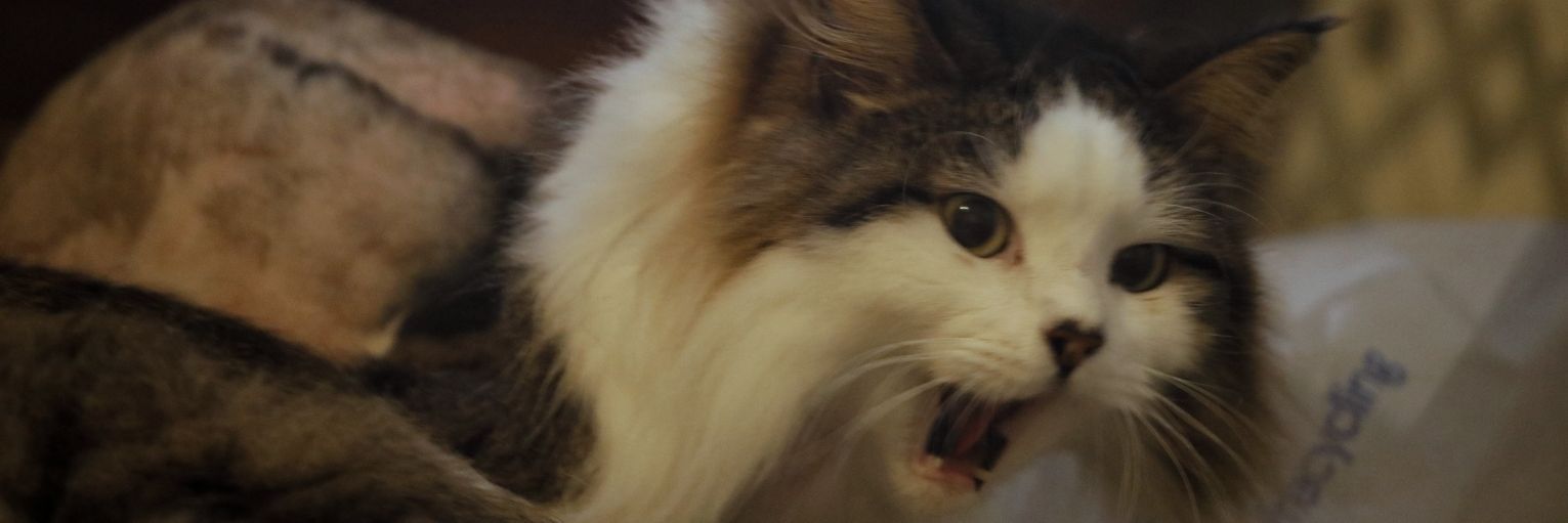 GEndsor's profile banner image
