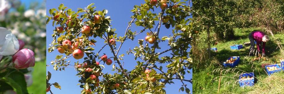 Orchardshare's profile banner image