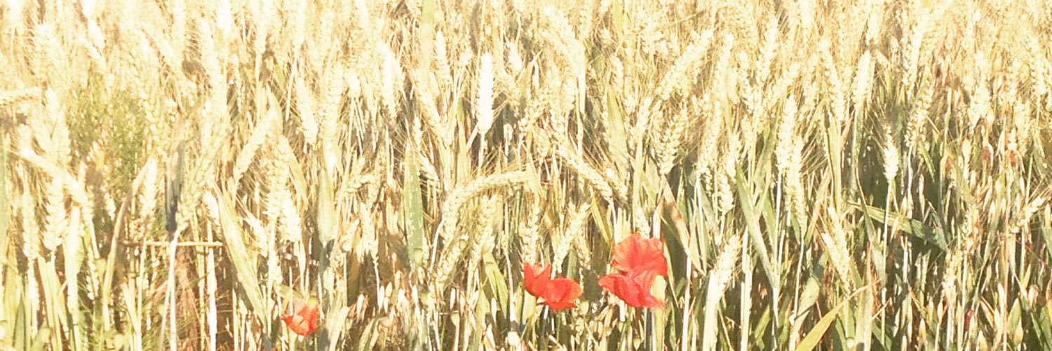 martadelodi's profile banner image