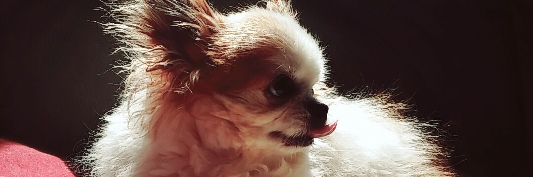🌞amissi🌞 banner