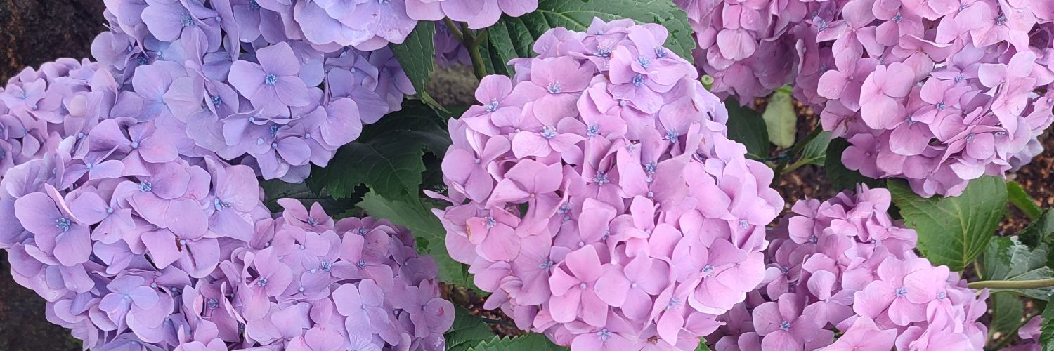 ぴょんぴょん banner