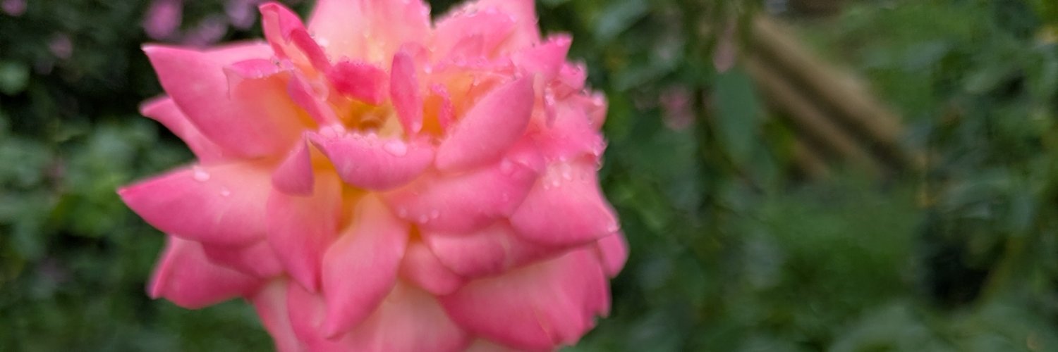 11simarin's profile banner image