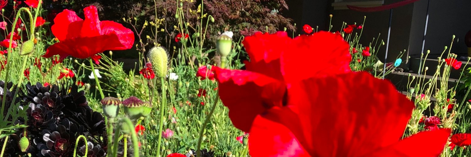 JudithBarish's profile banner image