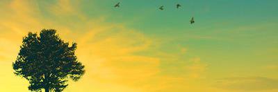 Jamie Zen banner