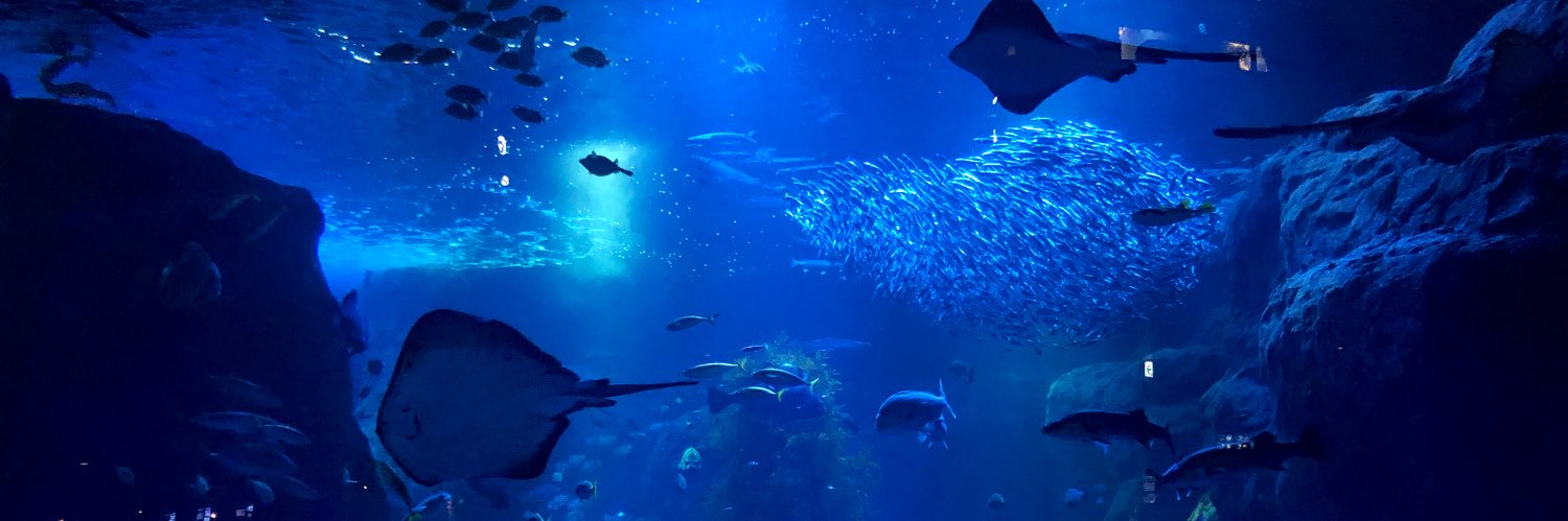 Sayoko Shimoyama banner