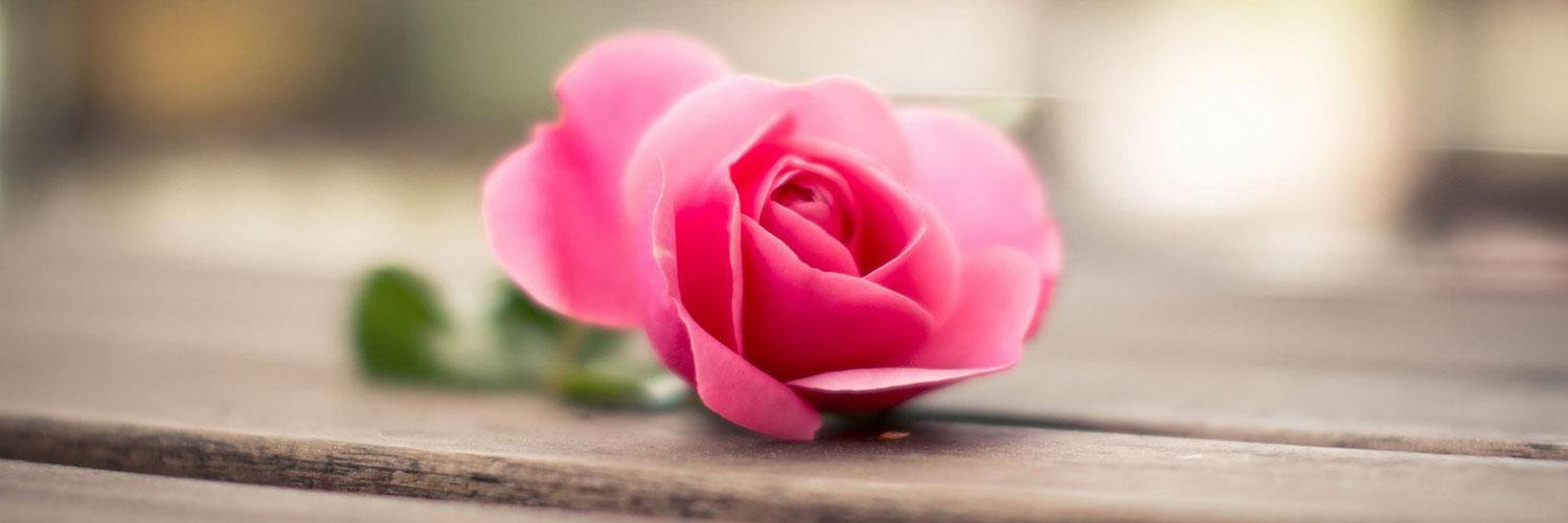 blemished_rose's profile banner image