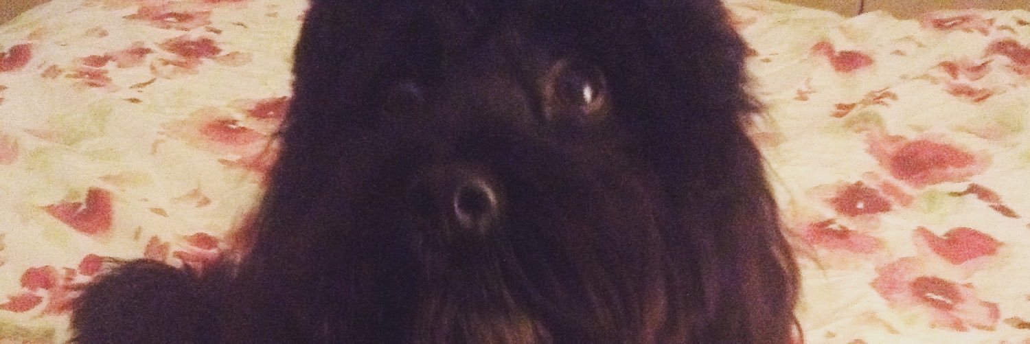 LilyCockapoo's profile banner image