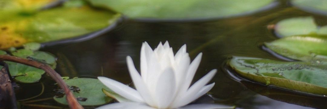 MsShiShiReen's profile banner image