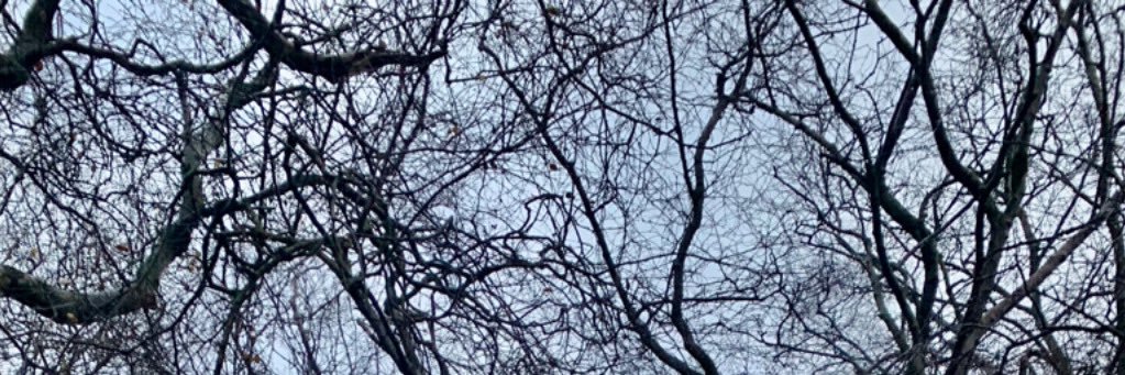 crystal bonnar banner