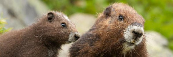 MarmotRecovery Profile Banner
