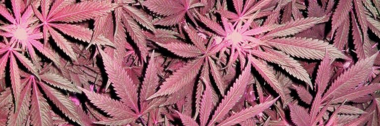 THCQUEEN420's profile banner image