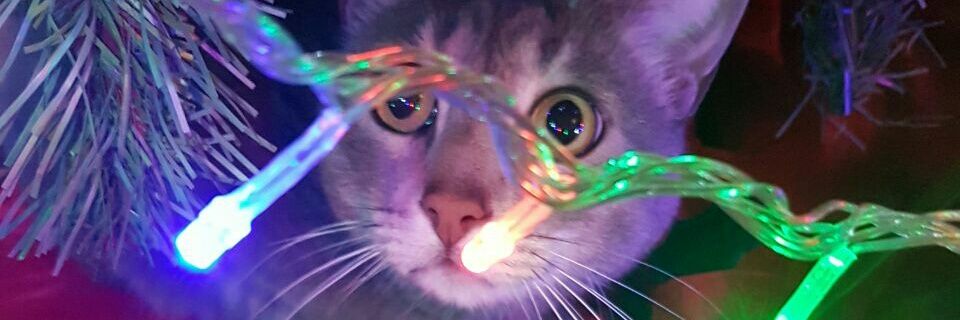 r/elacionable banner