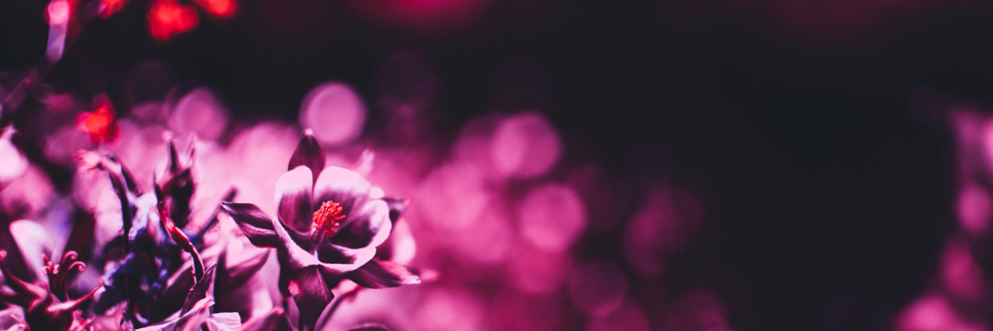 LinaStask's profile banner image