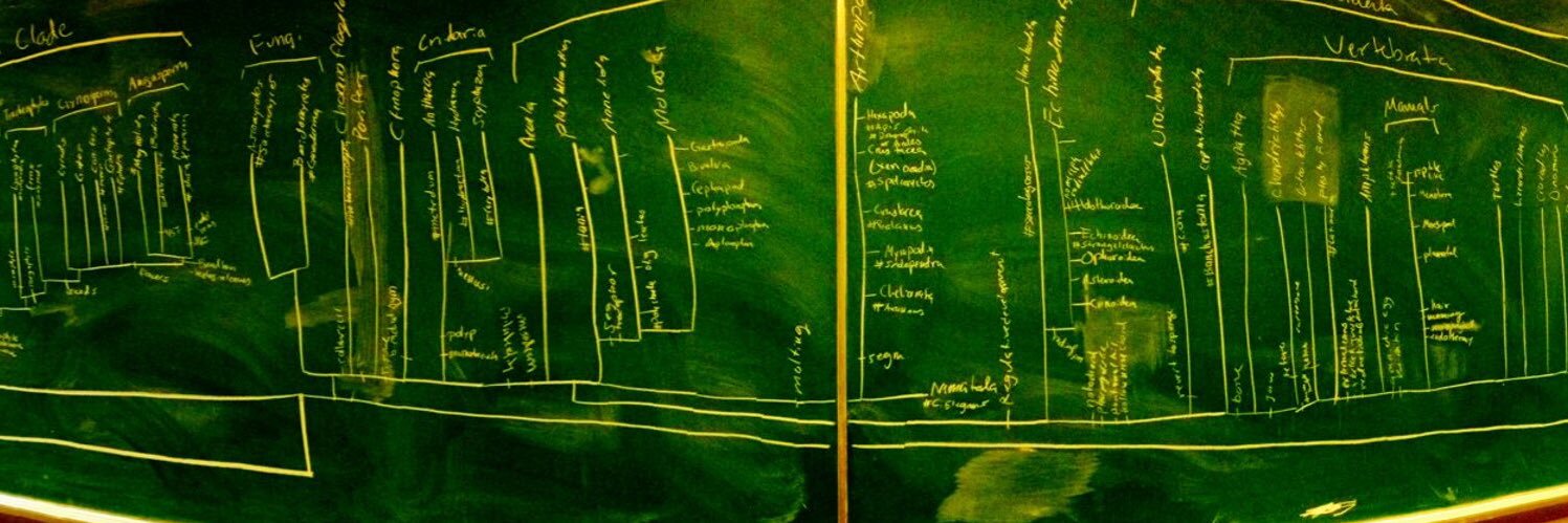 Allison Draper, MD, MPH banner