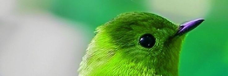Mangalarga46's profile banner image
