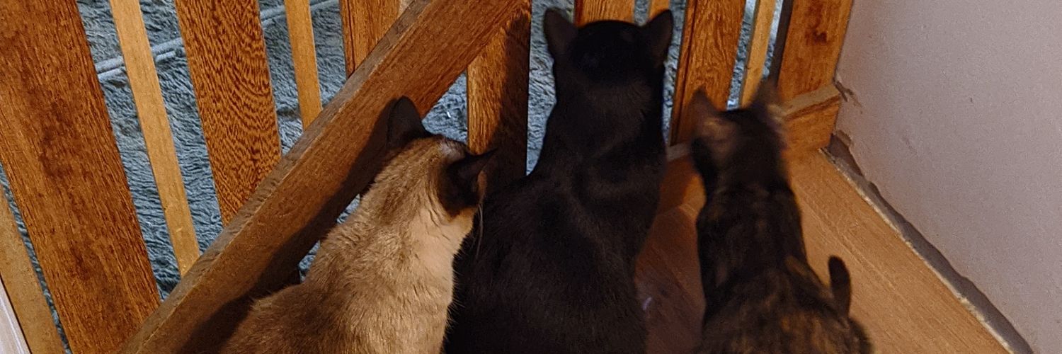 LyonarW's profile banner image