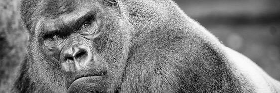simonhelier's profile banner image