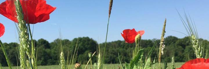 36th (Ulster) Division banner