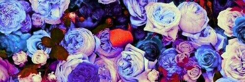 FuiAnaBolena's profile banner image