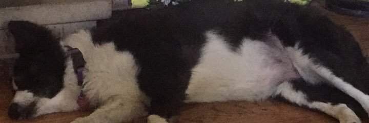 Nosrettapkcin's profile banner image