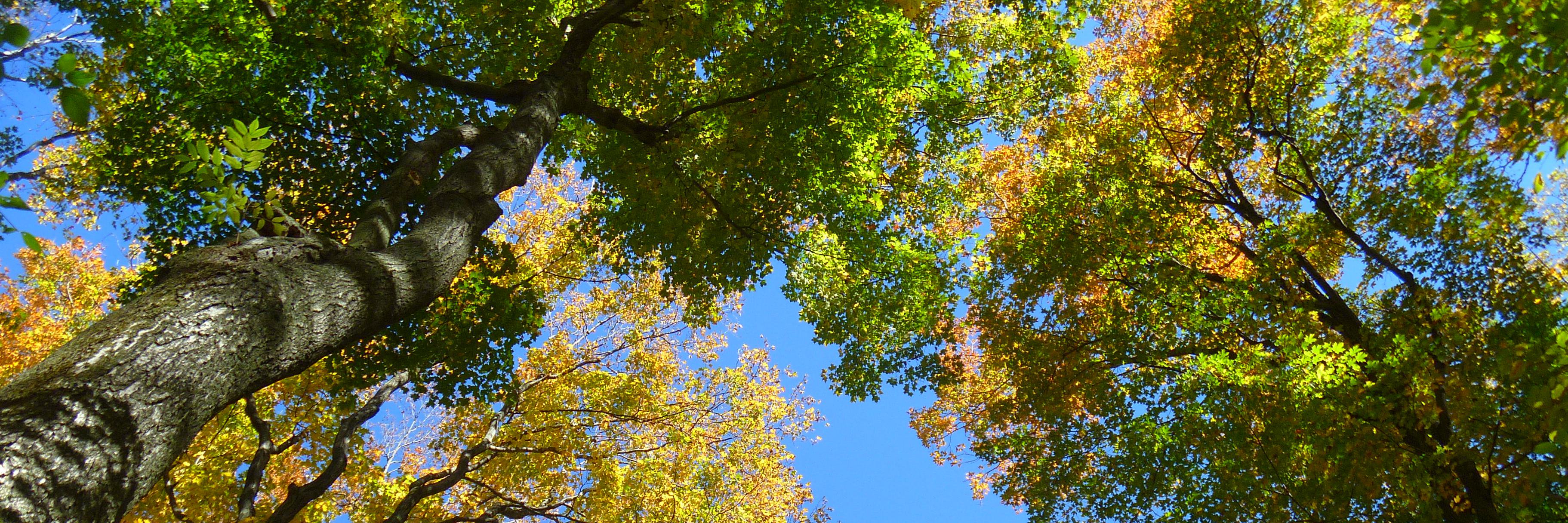 Madeleine Bonsma-Fisher banner