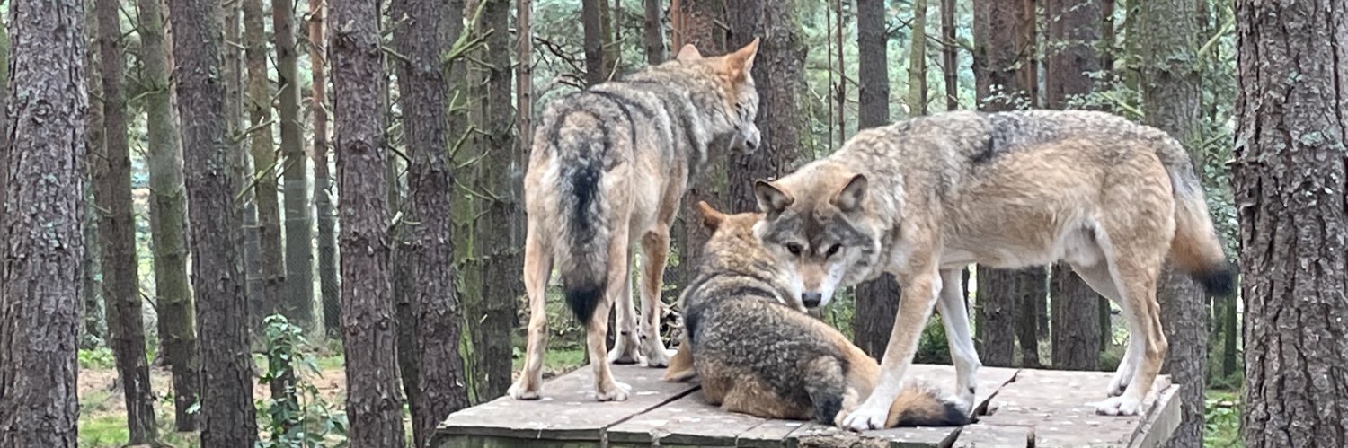 Anne 🏴󠁧󠁢󠁳󠁣󠁴󠁿🏳️‍🌈 (she/her) banner