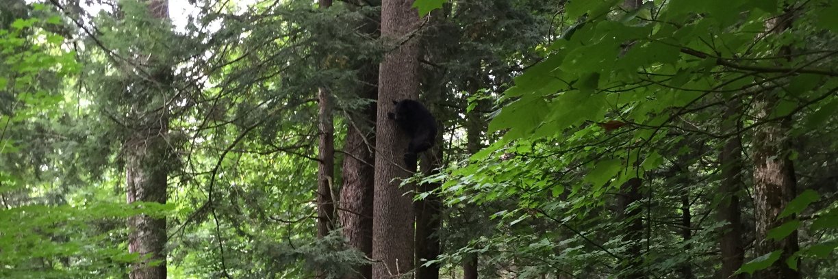 Annette Stevens banner