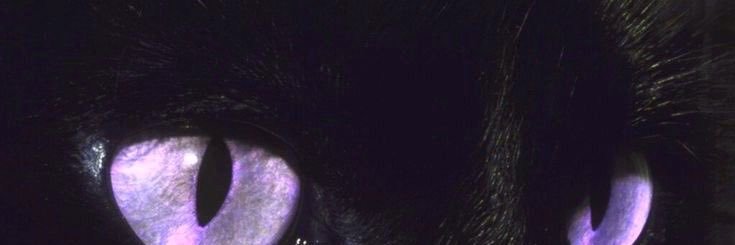 TAYLOREIDED's profile banner image