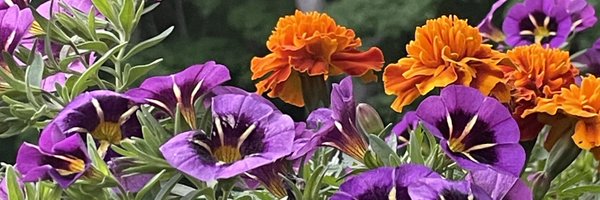 codavison Profile Banner