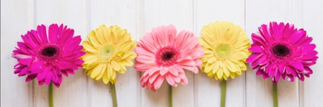 _Cielrose1406's profile banner image
