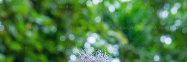 Lázaro Post-Mortem banner