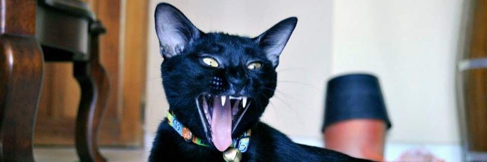 mayhellc's profile banner image