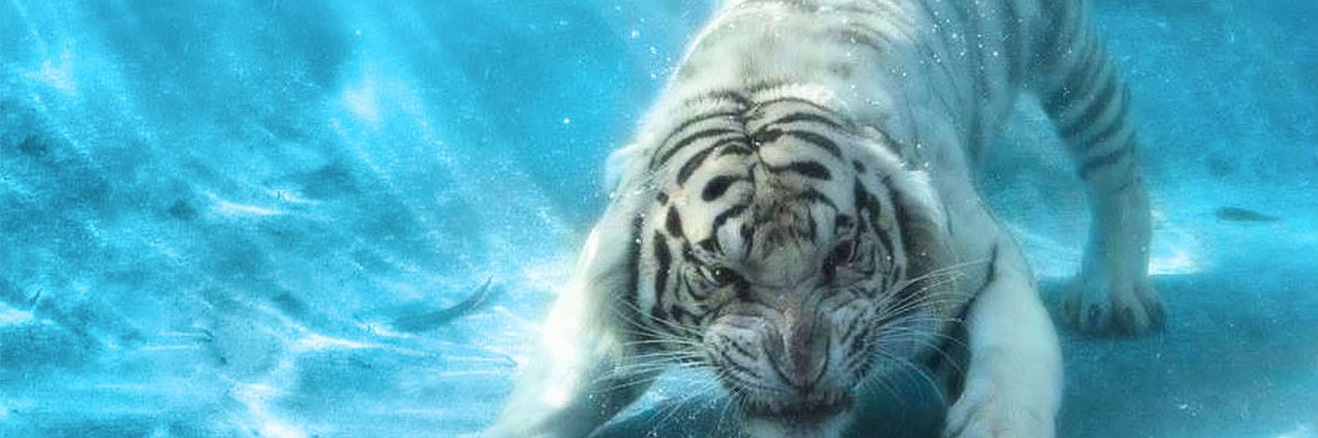 ZachCrank's profile banner image