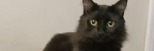 MikenRobin12's profile banner image