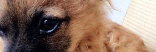vickisimi1's profile banner image