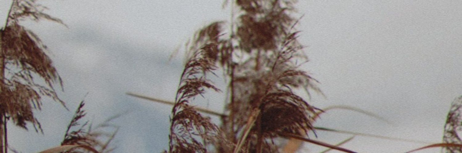 𝕚𝕤𝕒 🌸 桜 banner