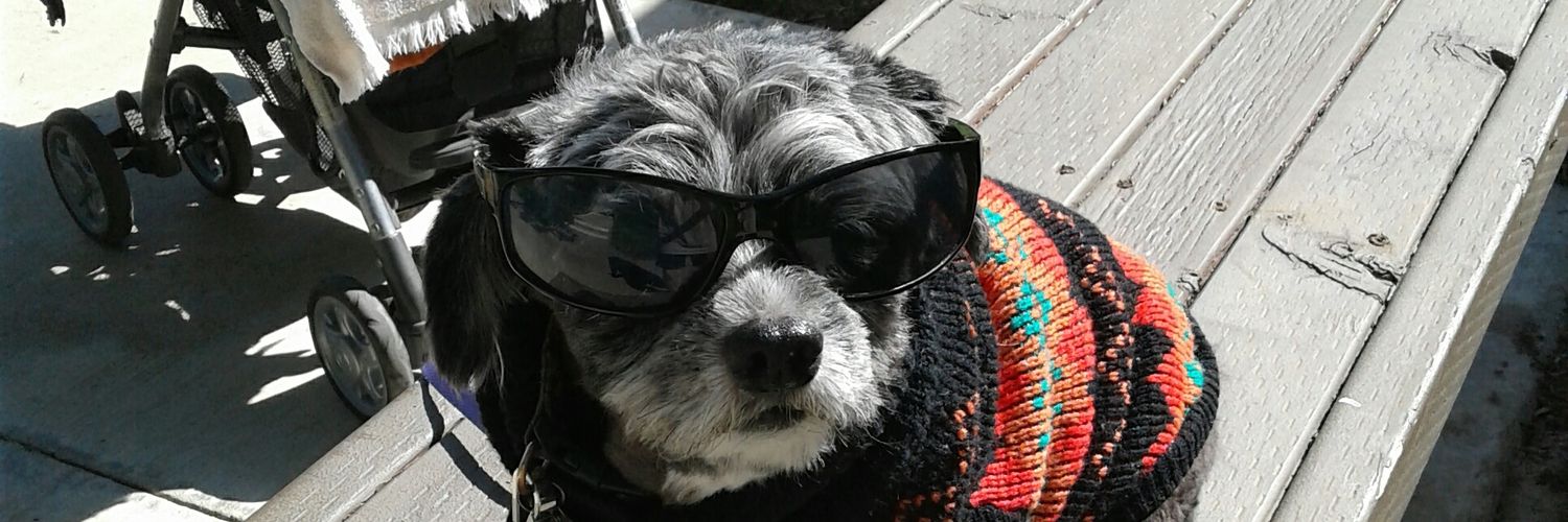 crazydoglady banner