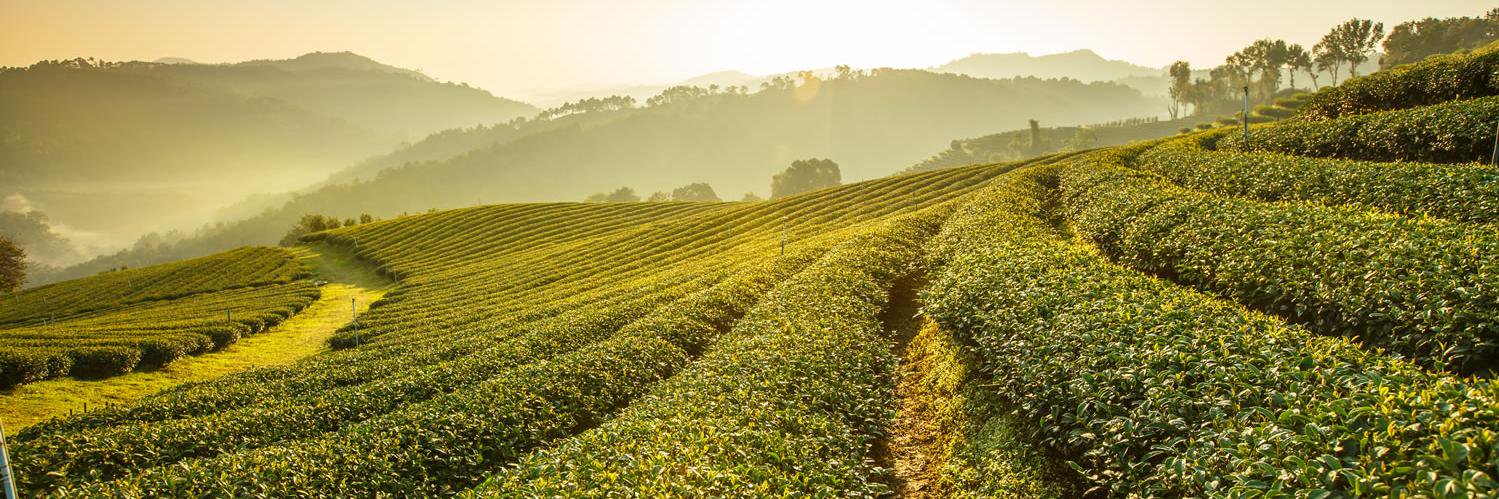 teaenergy's profile banner image
