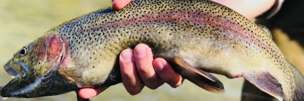 flyfishingteach's profile banner image
