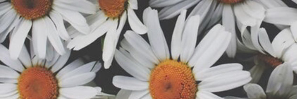 elliethornb's profile banner image