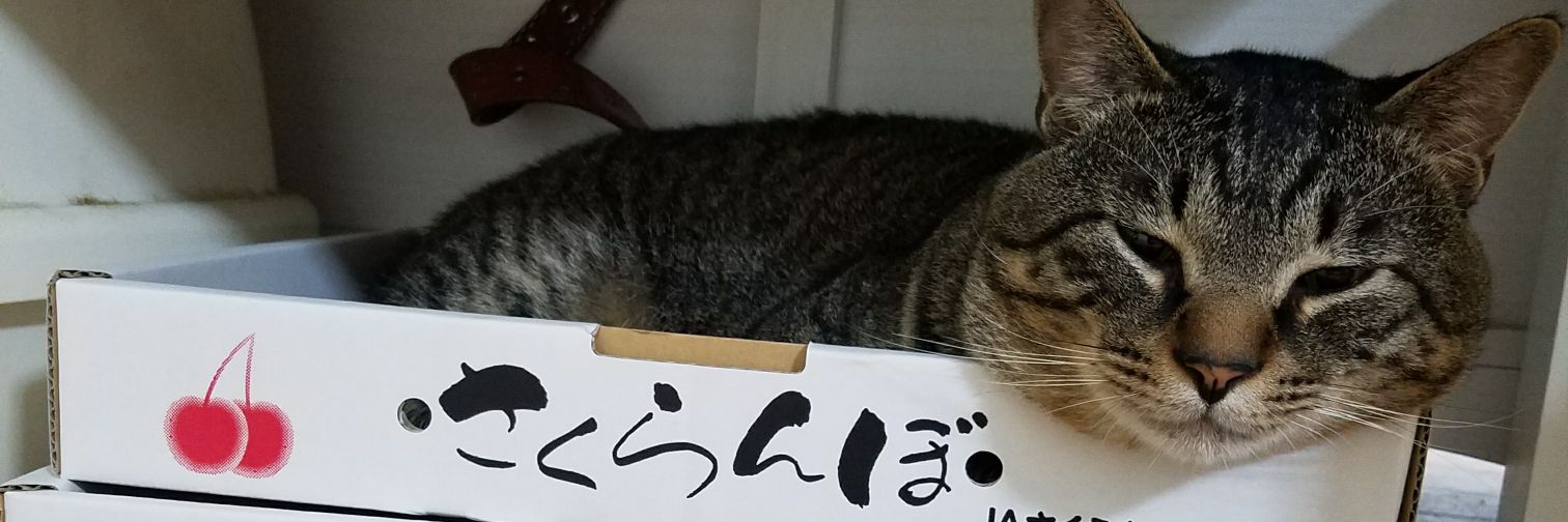ayanonn0124's profile banner image