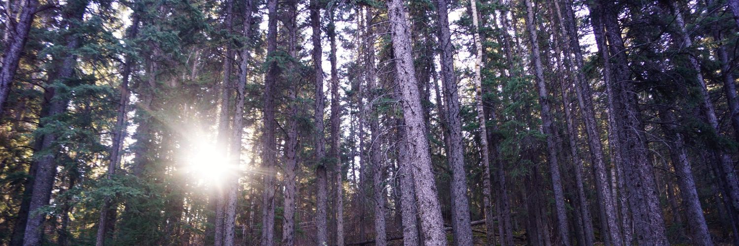 HagridsBeards's profile banner image