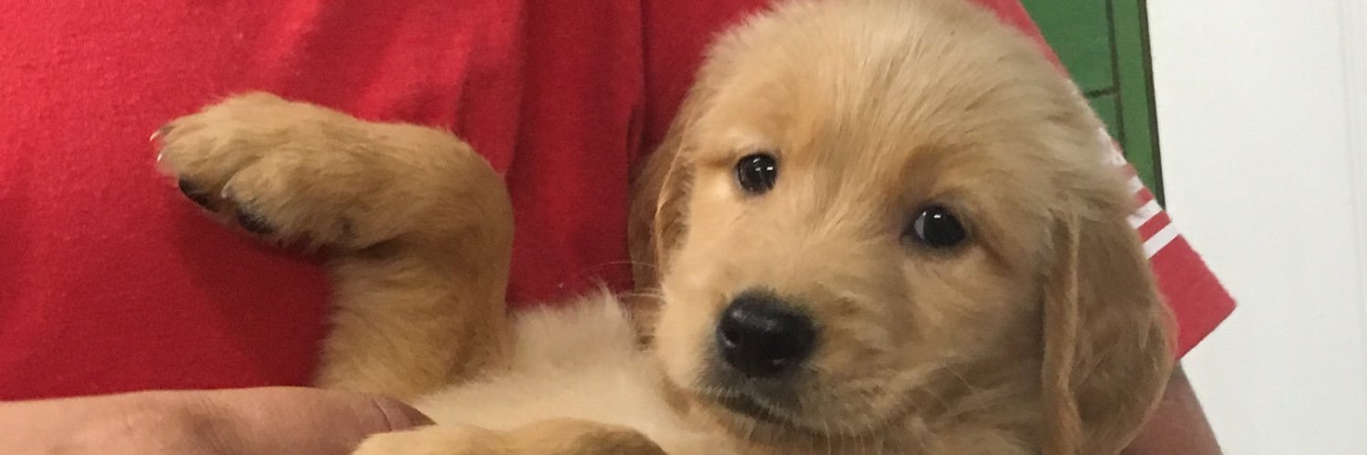 abbygaudet's profile banner image